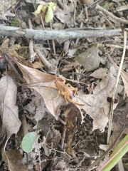 Camptonotus carolinensis