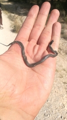 Macroprotodon brevis