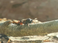 Agrothereutina