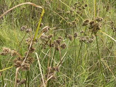 Cyperus entrerianus