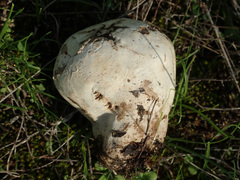 Calvatia lilacina