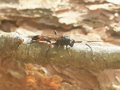 Agrothereutina