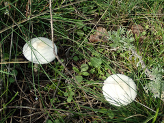 Lepiota erminea