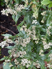 Eupatorium perfoliatum