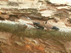 Agrothereutina
