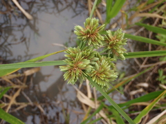 Cyperus drummondii