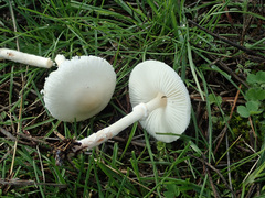 Lepiota erminea