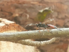 Agrothereutina