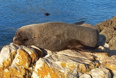 Arctocephalus pusillus pusillus