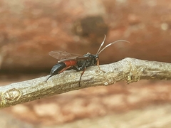 Agrothereutina