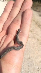 Macroprotodon brevis