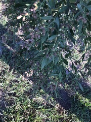 Baccharis halimifolia