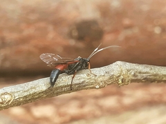 Agrothereutina