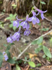 Lobelia amoena