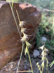 Bouteloua rigidiseta