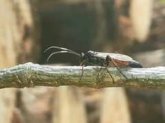 Agrothereutina
