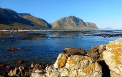 Arctocephalus pusillus pusillus