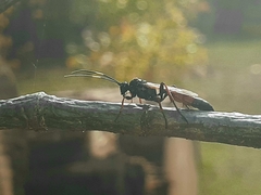 Agrothereutina