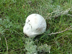 Calvatia lilacina