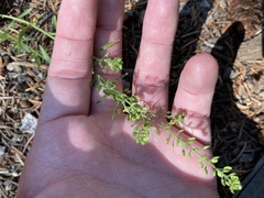 Lepidium ramosissimum