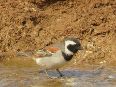 Passer melanurus melanurus