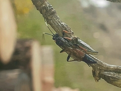 Agrothereutina