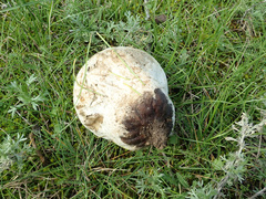 Calvatia lilacina
