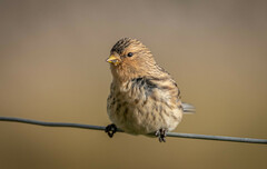 Linaria flavirostris