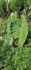 Alocasia macrorrhizos