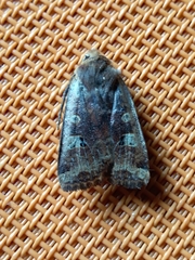 Conistra erythrocephala