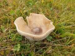 Lepista personata