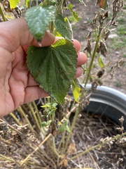 Agastache nepetoides