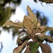 Olearia mooneyi - Photo (c) Nick Lambert, alguns direitos reservados (CC BY-NC-SA), uploaded by Nick Lambert