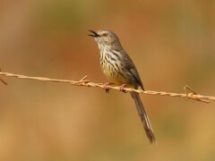 Prinia maculosa maculosa