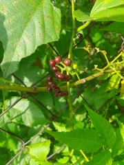 Cissus verticillata