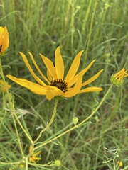 Helianthus angustifolius