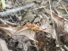 Camptonotus carolinensis
