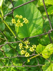 Cissus verticillata