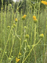 Helianthus angustifolius