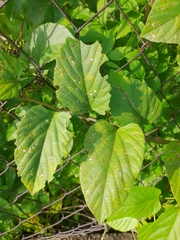 Cissus verticillata