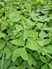 Oxalis latifolia