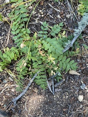 Polemonium pulcherrimum delicatum