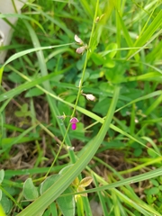 Desmodium incanum