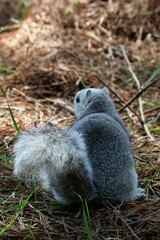 Sciurus niger cinereus