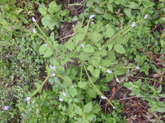 Heliotropium indicum