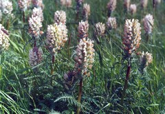Pedicularis dasystachys
