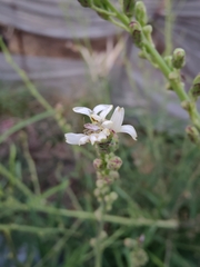 Lactuca indica