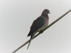 Streptopelia senegalensis senegalensis