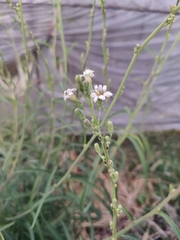 Lactuca indica