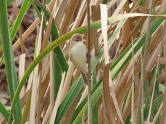 Acrocephalus scirpaceus baeticatus